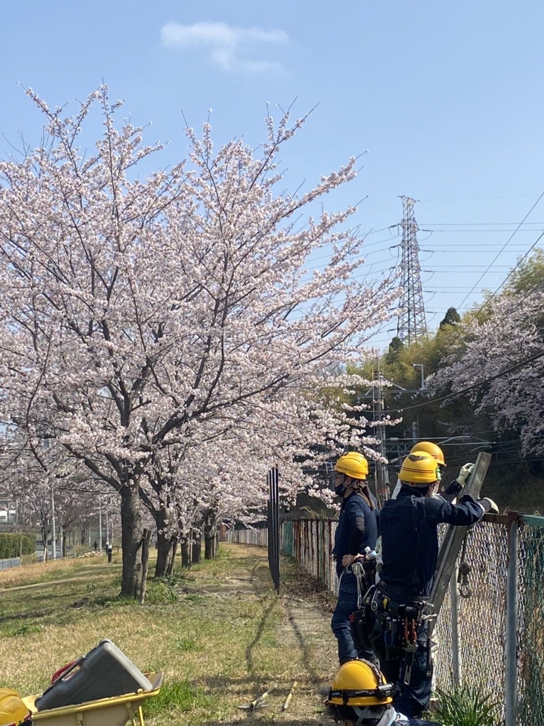 桜並木の線路脇で作業するスタッフ